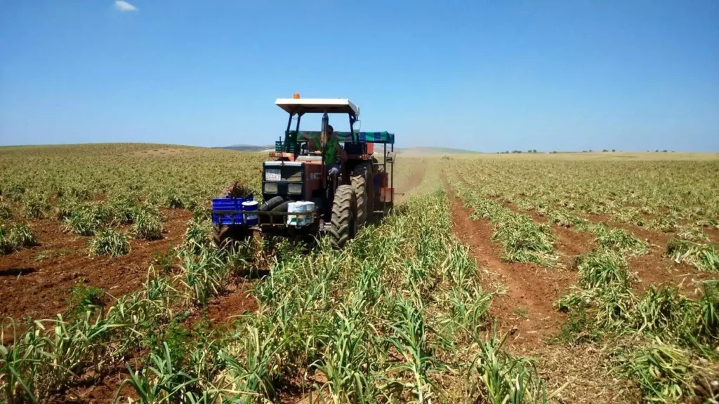 El éxito de La Abuela Carmen: de plantaciones propias en Córdoba a liderar la exportación mundial de ajo ecológico